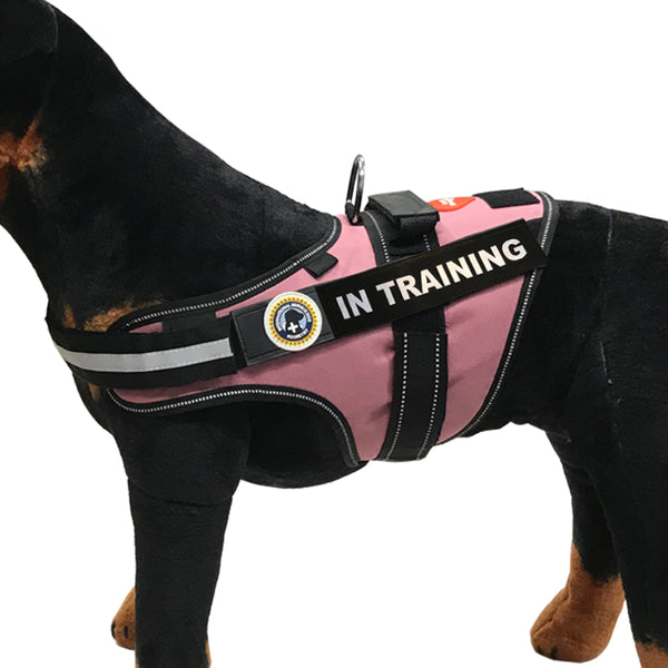 In Training Dog Vest